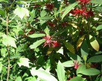 illicium floridanum ab 10b.jpg